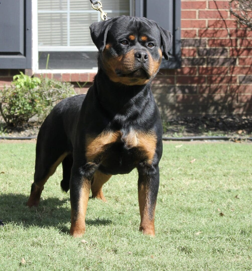 Gallery Vom Hause Vander Grift Rottweilers