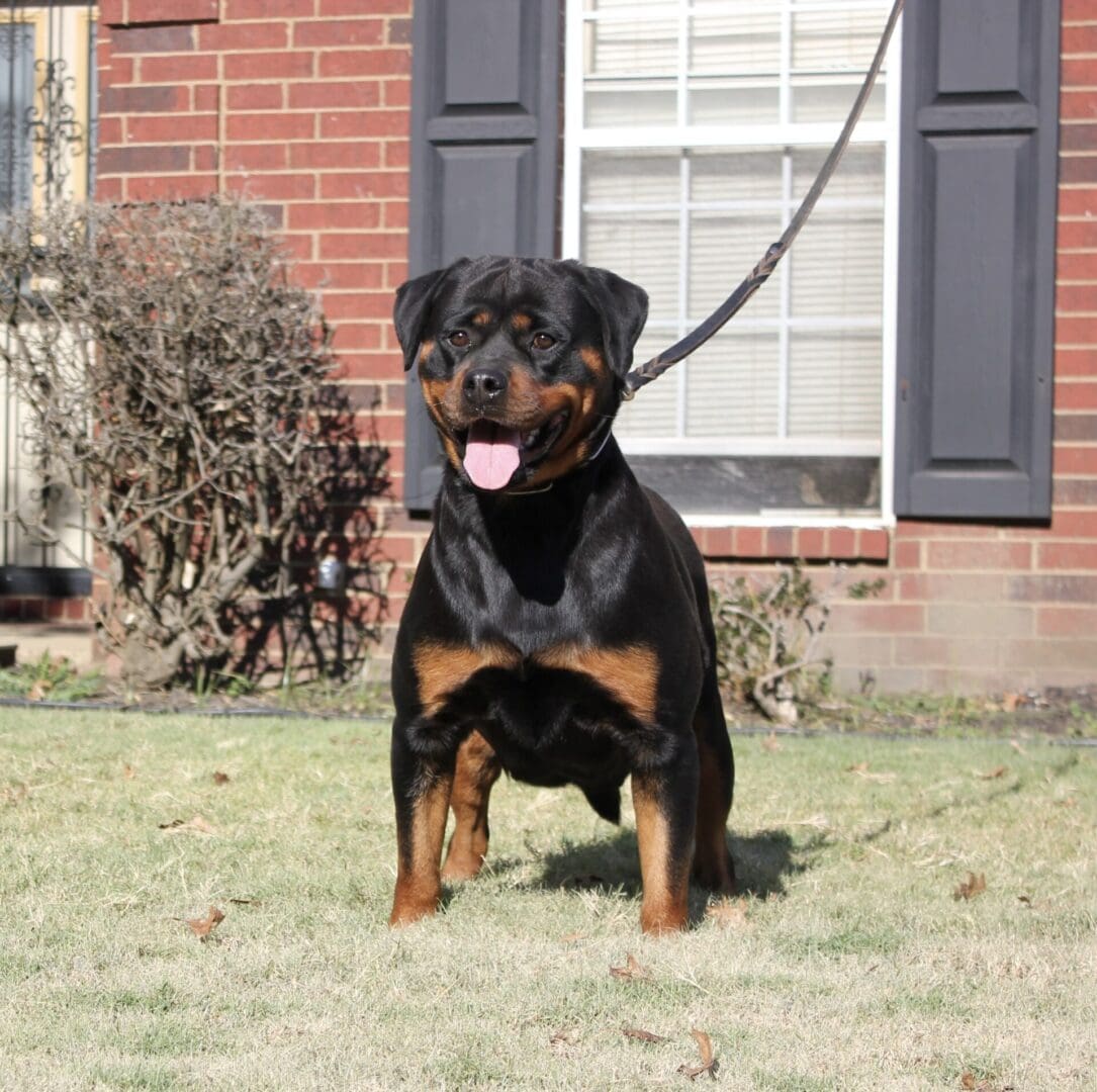 Gallery Vom Hause Vander Grift Rottweilers