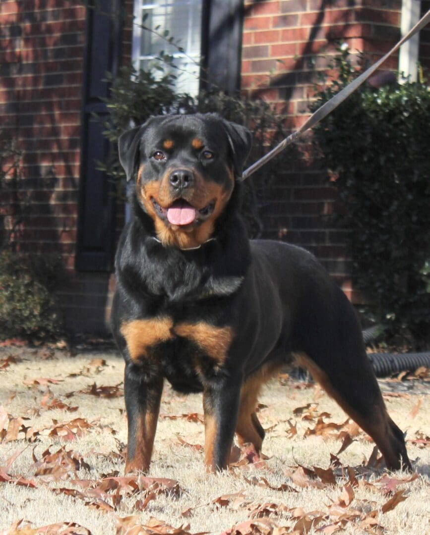 Gallery Vom Hause Vander Grift Rottweilers