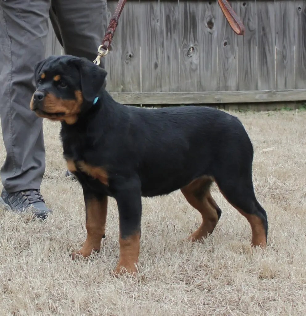 For Sale Vom Hause Vander Grift Rottweilers