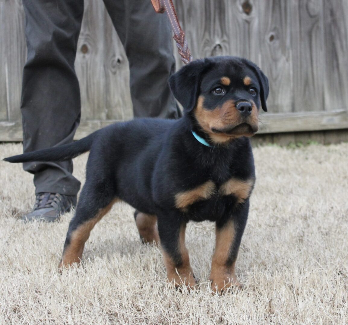 For Sale Vom Hause Vander Grift Rottweilers
