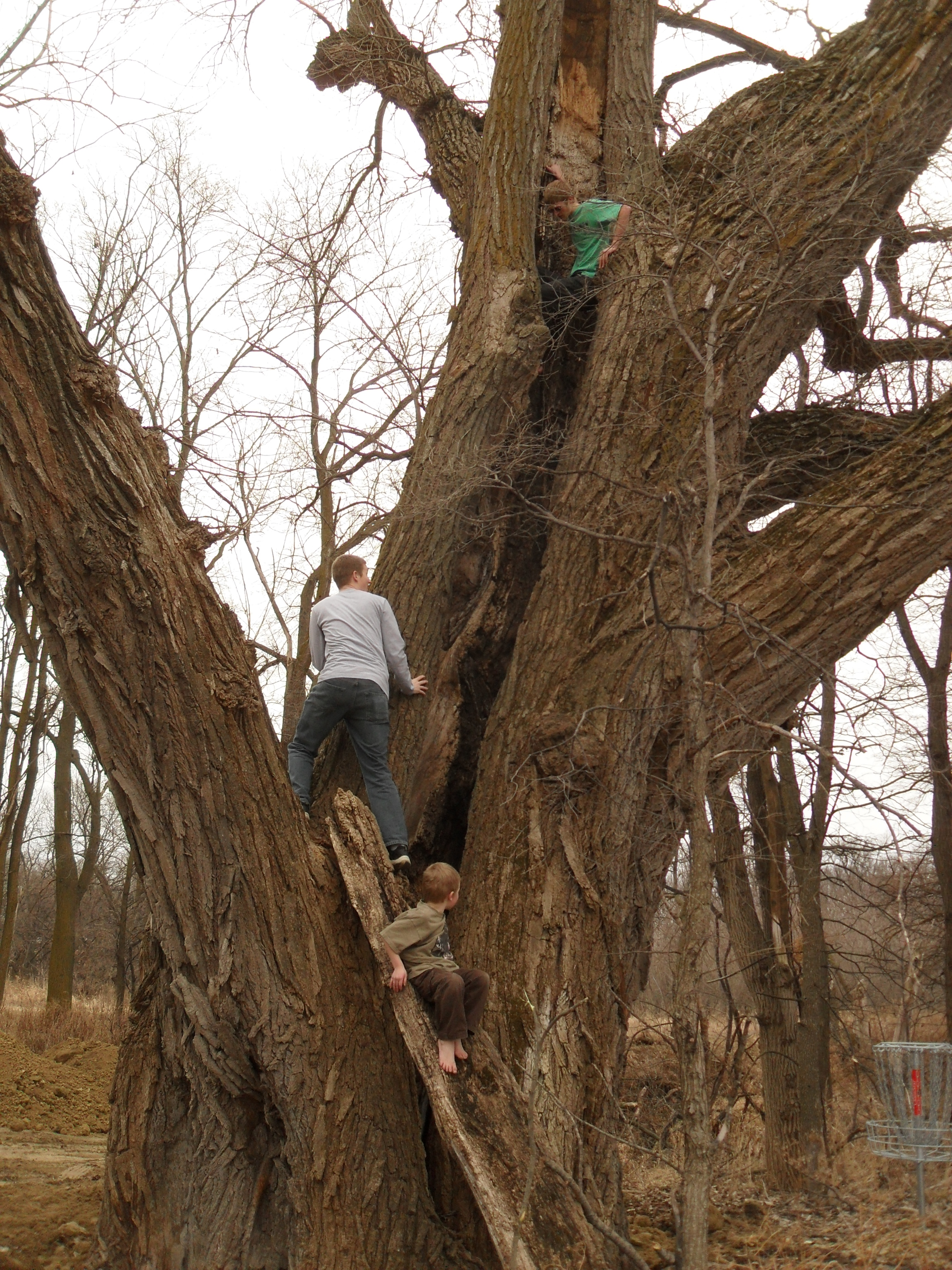 Cottonwood Tree Fun Facts Food Ideas