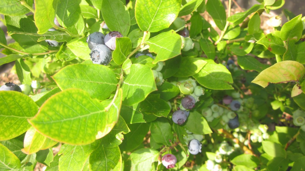 How to grow blueberries even when they don't like your soil