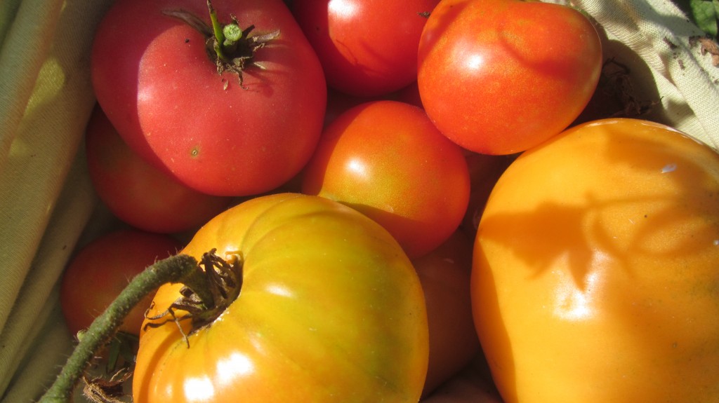 Make Sonia's Roasted Tomato Sauce for the freezer, in minutes! *recipe