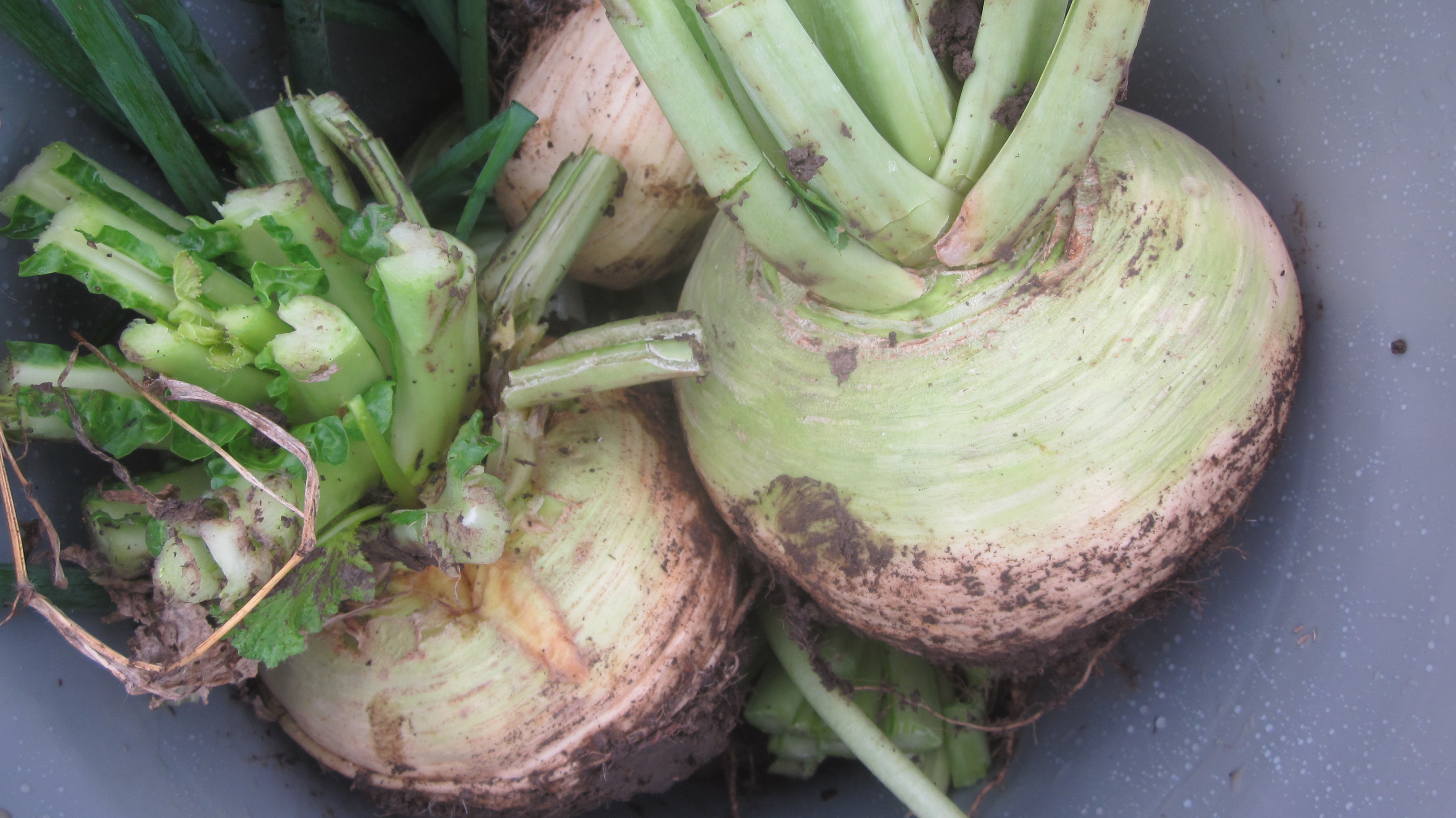 Best way to store turnips for winter & a fabulous roasted root recipe