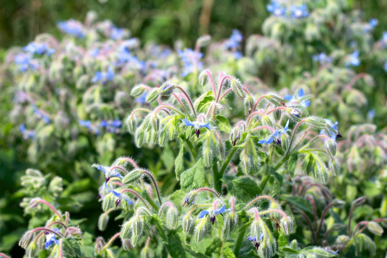 7 excellent reasons to plant borage in your garden and free seeds!