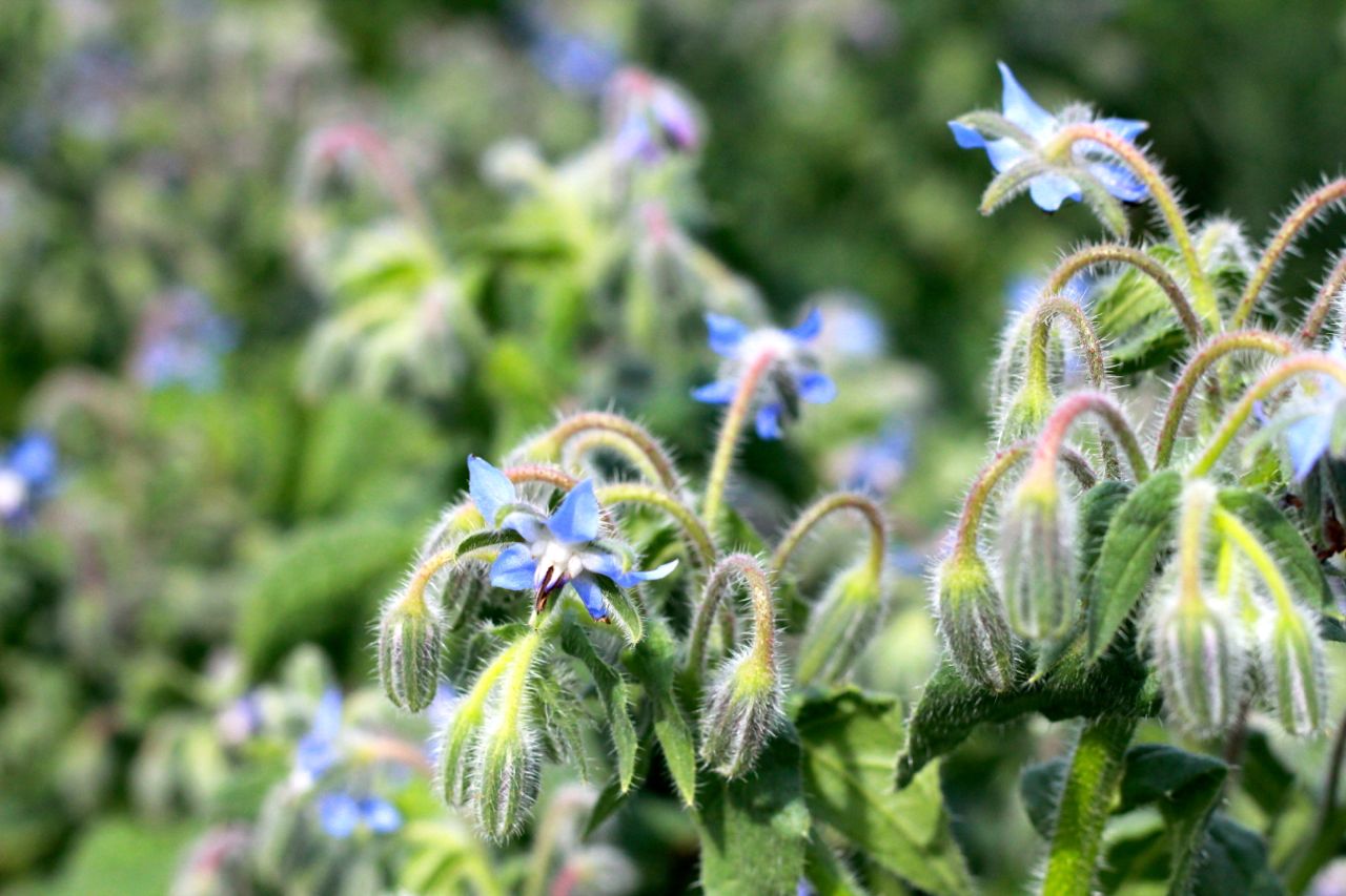 7 excellent reasons to plant borage in your garden and free seeds!