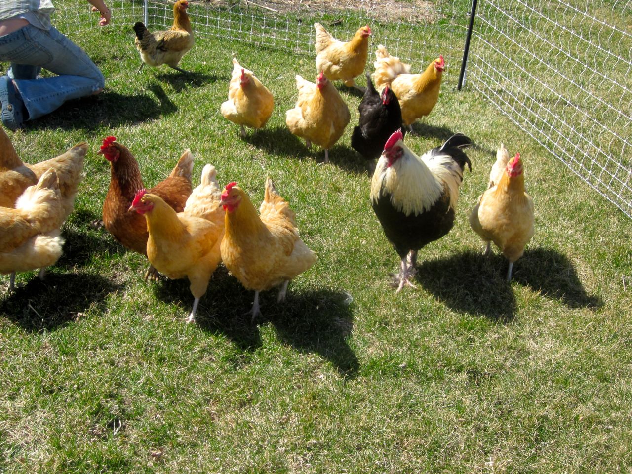 The Pros and Cons of Keeping Chickens from One Who Knows (me