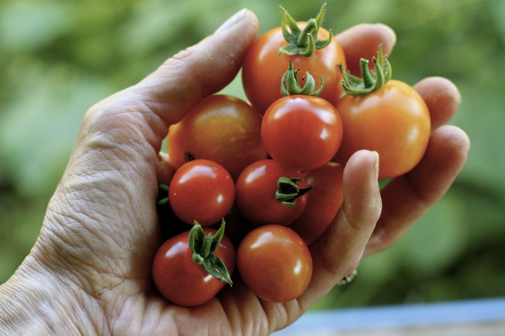 Make Roasted Cherry Tomato Pasta Sauce It's a Cinch!