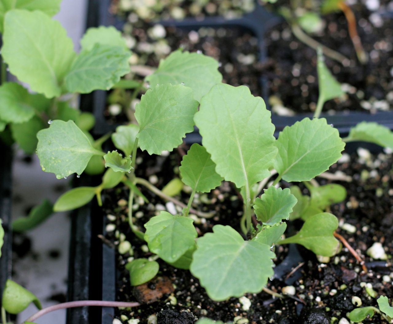 Collards, the hot "new" superveg, and a greens recipe that you will