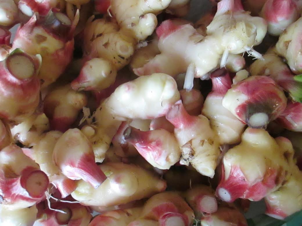 Growing your own ginger easy as 1, 2, 3, . . . erm . . . 4