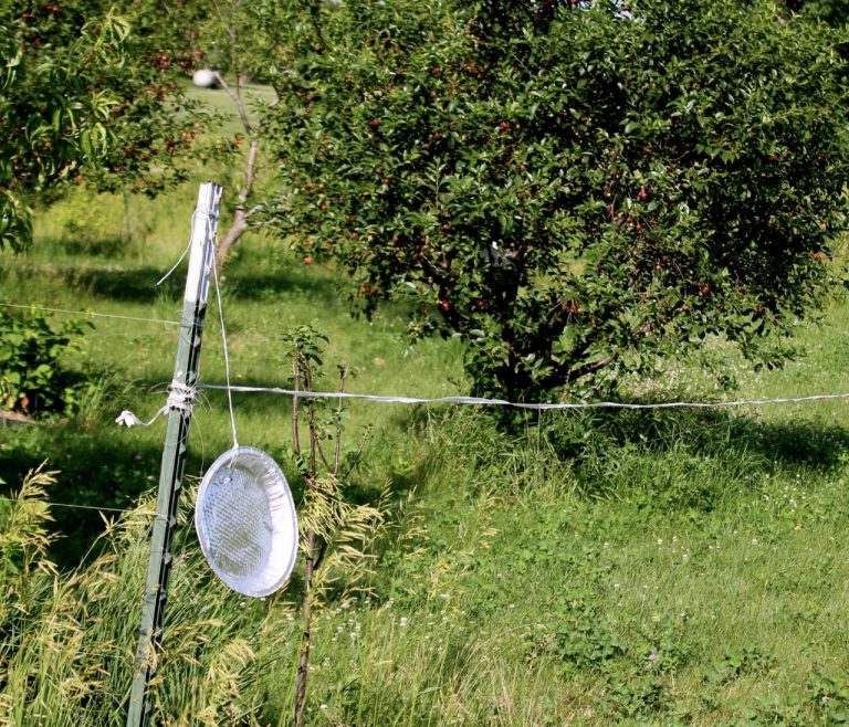 Frank's Brilliant Update to FishingLine Deer Fencing