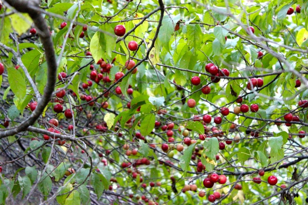 Wild plums hidden in plain sight but plum worth hunting for
