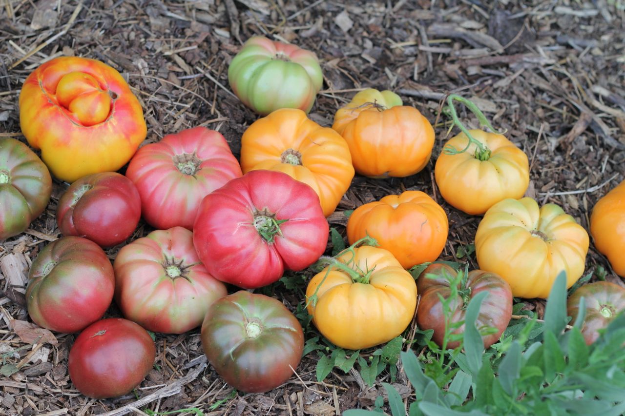 Inwhich I learn how to make Greek style yogurt