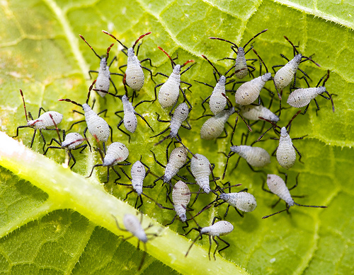 GOT Squash Bugs in your garden? Eradicate these pests