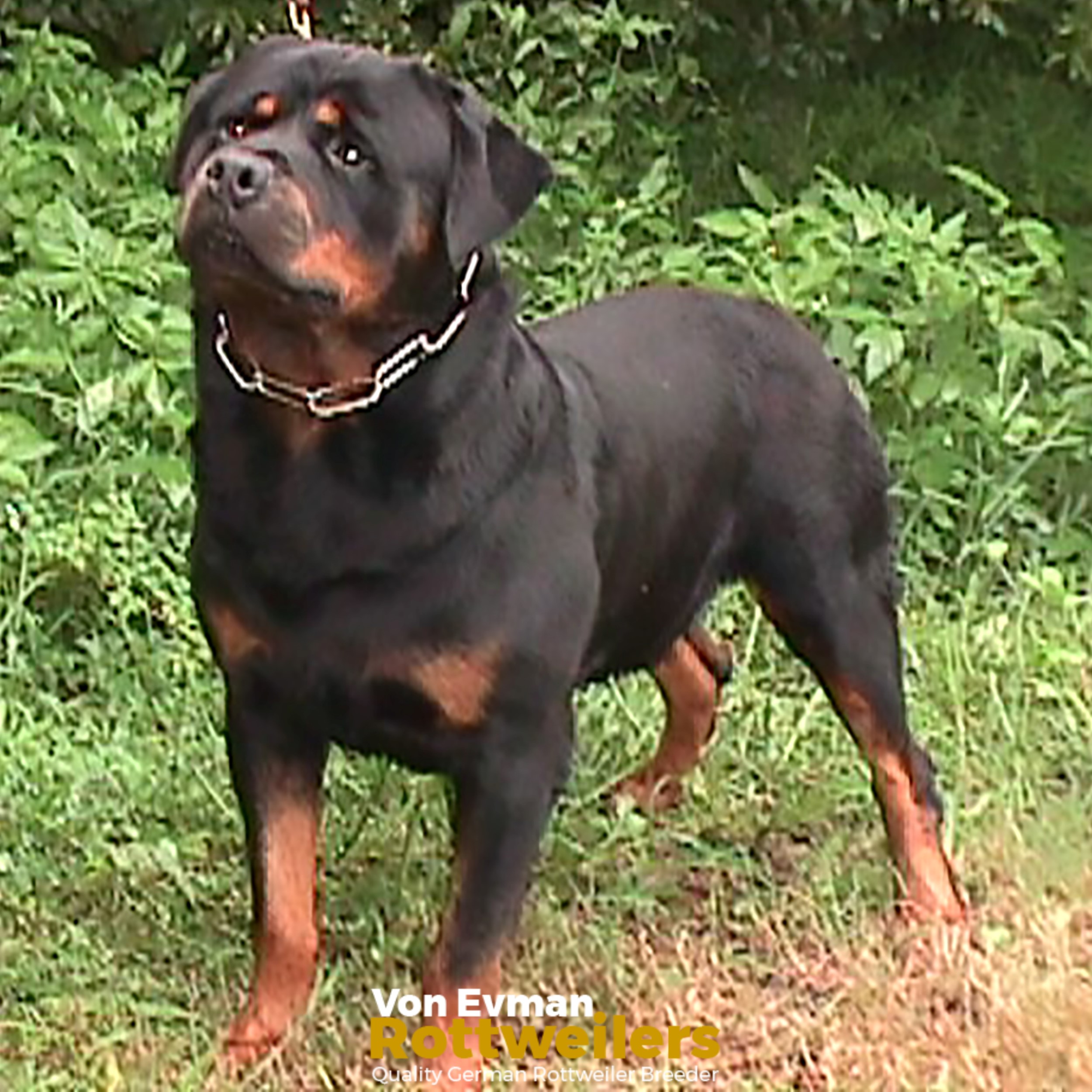 Are Rottweilers Allowed In Usa