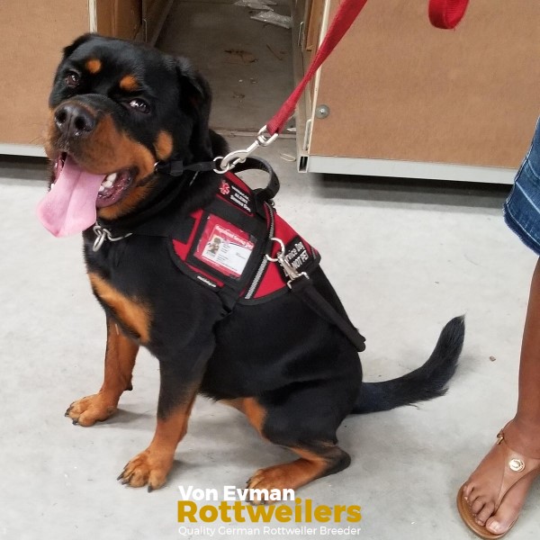 Are Rottweilers Service Dogs