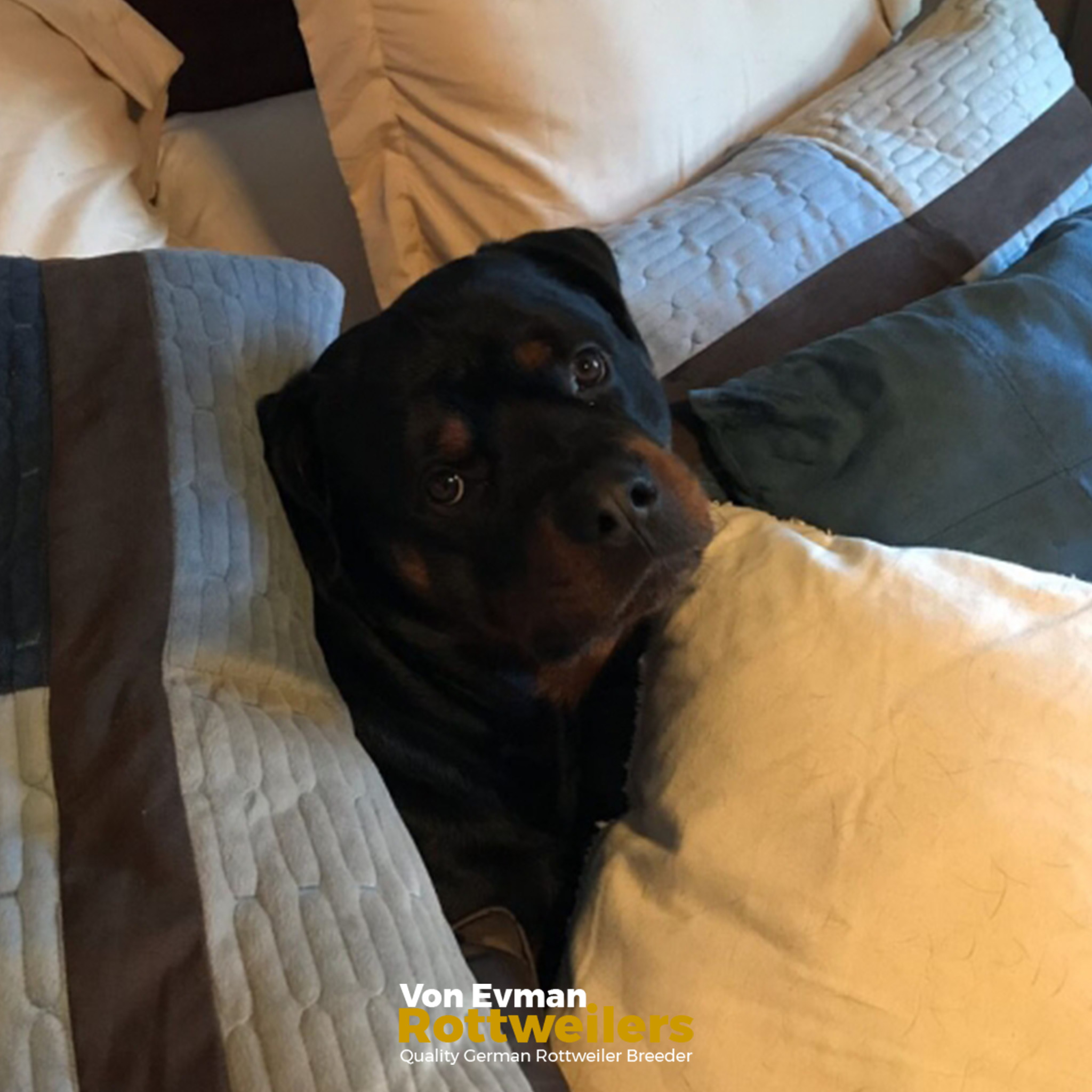 What Is A Good Companion Dog For A Rottweiler at Logan Sullivan blog