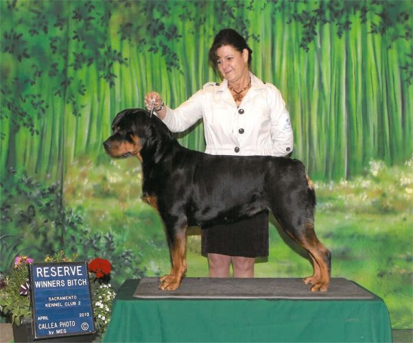 Von Hawes Rottweilers Rottweiler Breeder Rottweiler Puppies