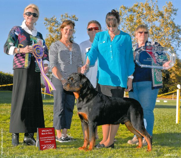 Von Hawes Rottweilers Rottweiler Breeder Rottweiler Puppies