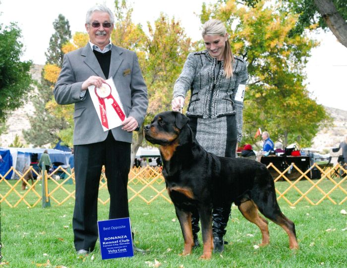 Von Hawes Rottweilers Rottweiler Breeder Rottweiler Puppies
