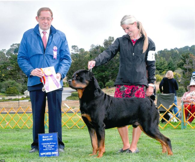 Von Hawes Rottweilers Rottweiler Breeder Rottweiler Puppies