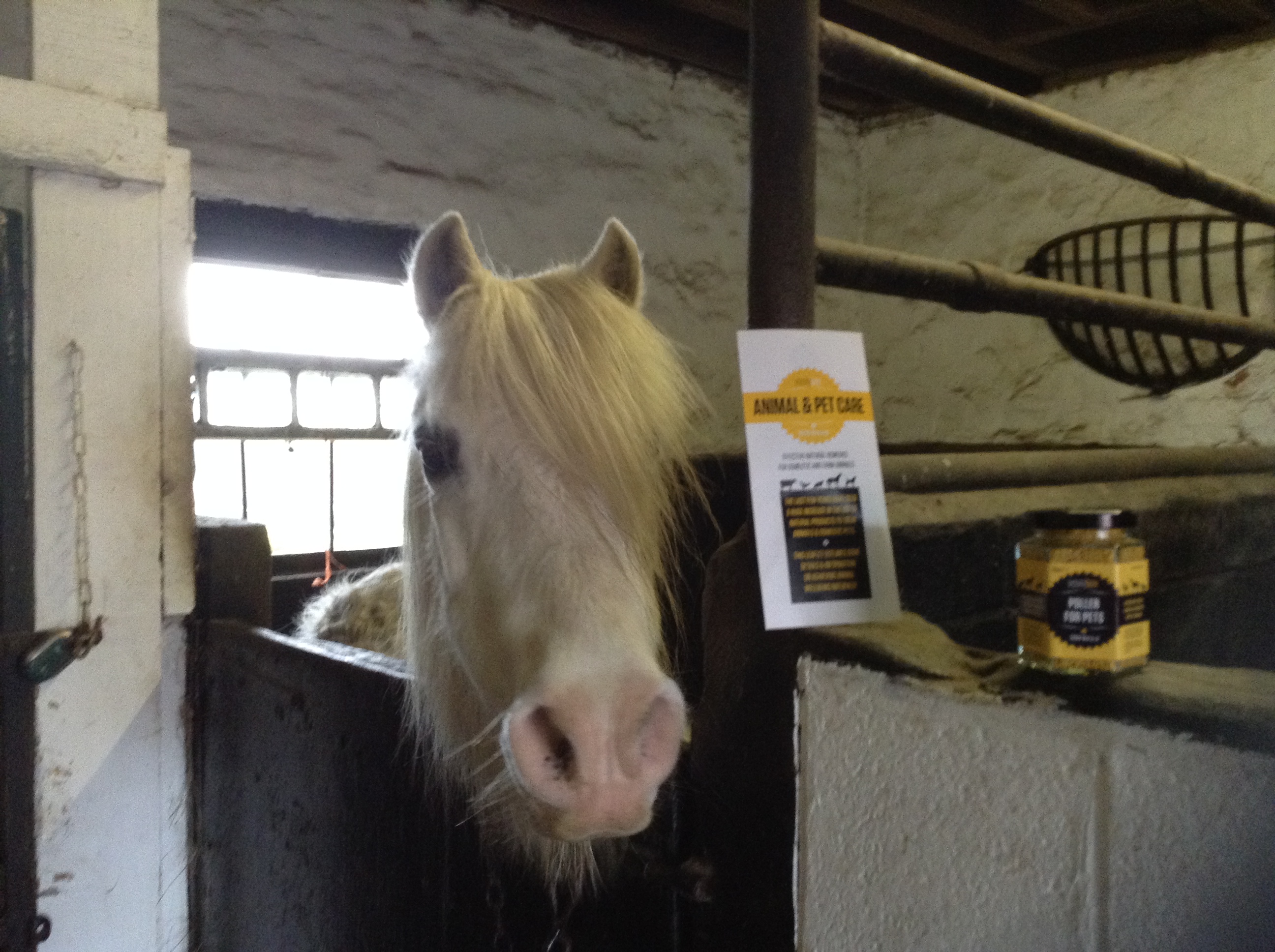 Horses Bee Pollen « VonnyBee