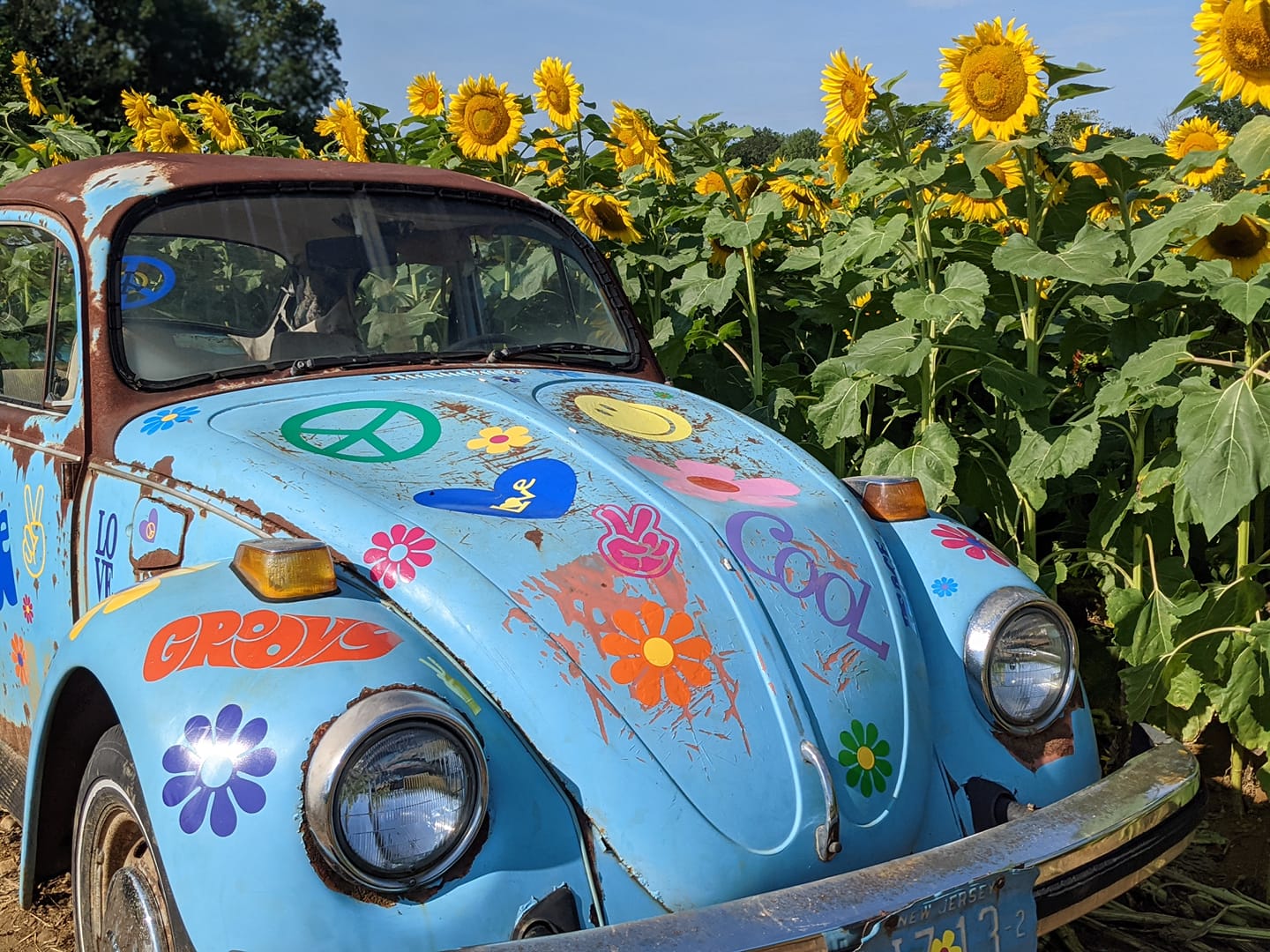 Sunflower Festival Von Thun Farms