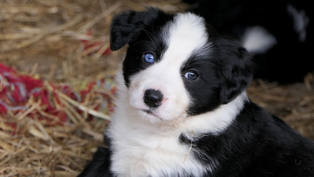 Border Collie Welpen Die wichtigsten Infos beim Kauf und für