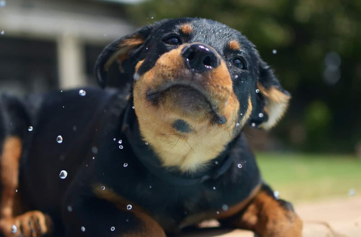 Rottweiler Welpen Das Wichtigste zur Pflege und