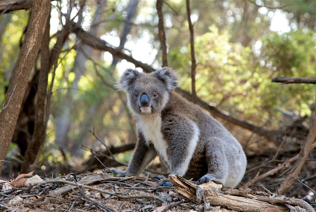How Can We Help Australia and Its Koalas in Danger VookBook travel