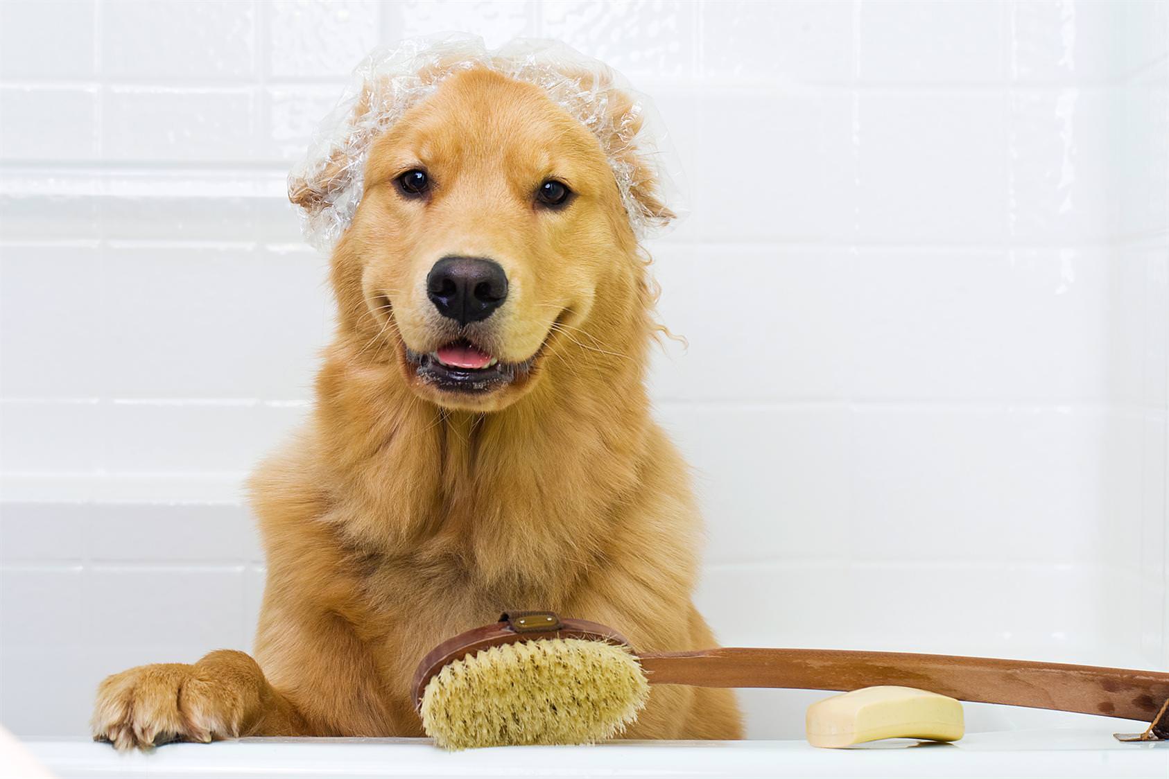 16 Animals Taking a Bath That Will Make Your Day 10 Couldn't Get Any