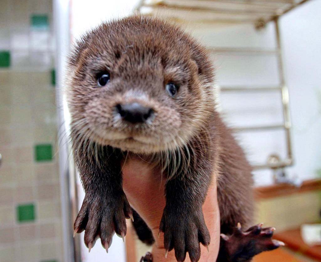 14 Sea Otters Who Don't Even Know How Cute They Are