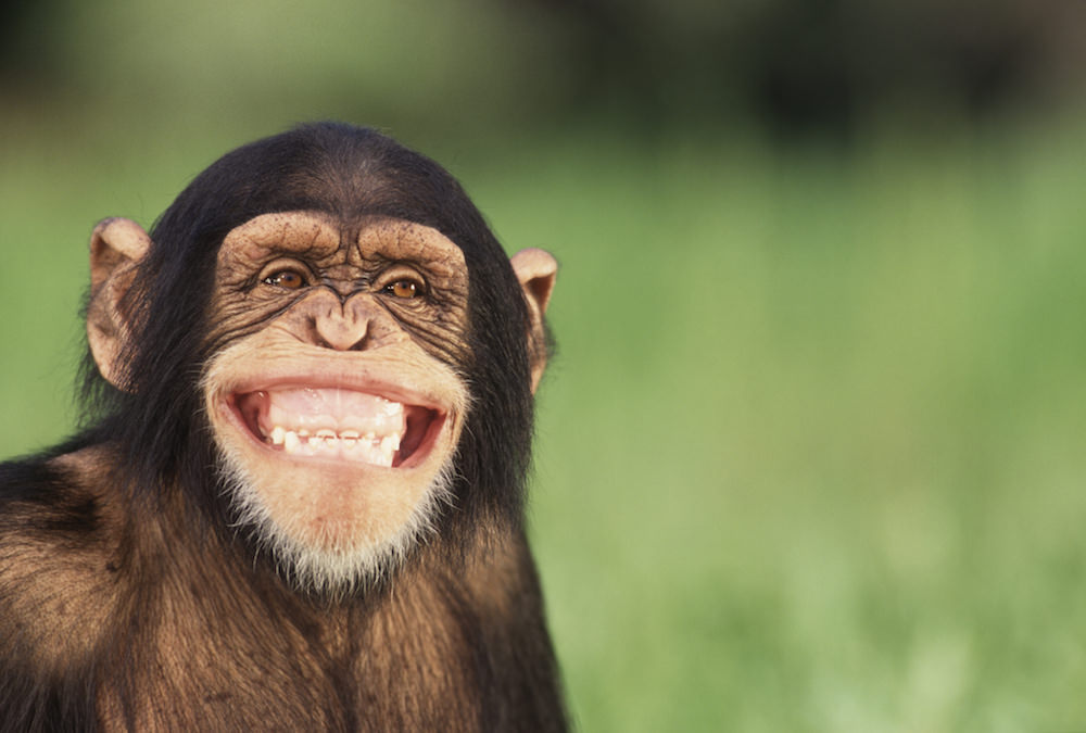 Why Do Some Animals Look Like They Are Laughing?