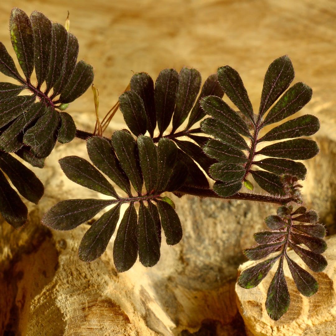 Solanum uleanum Vosse Rare Plants