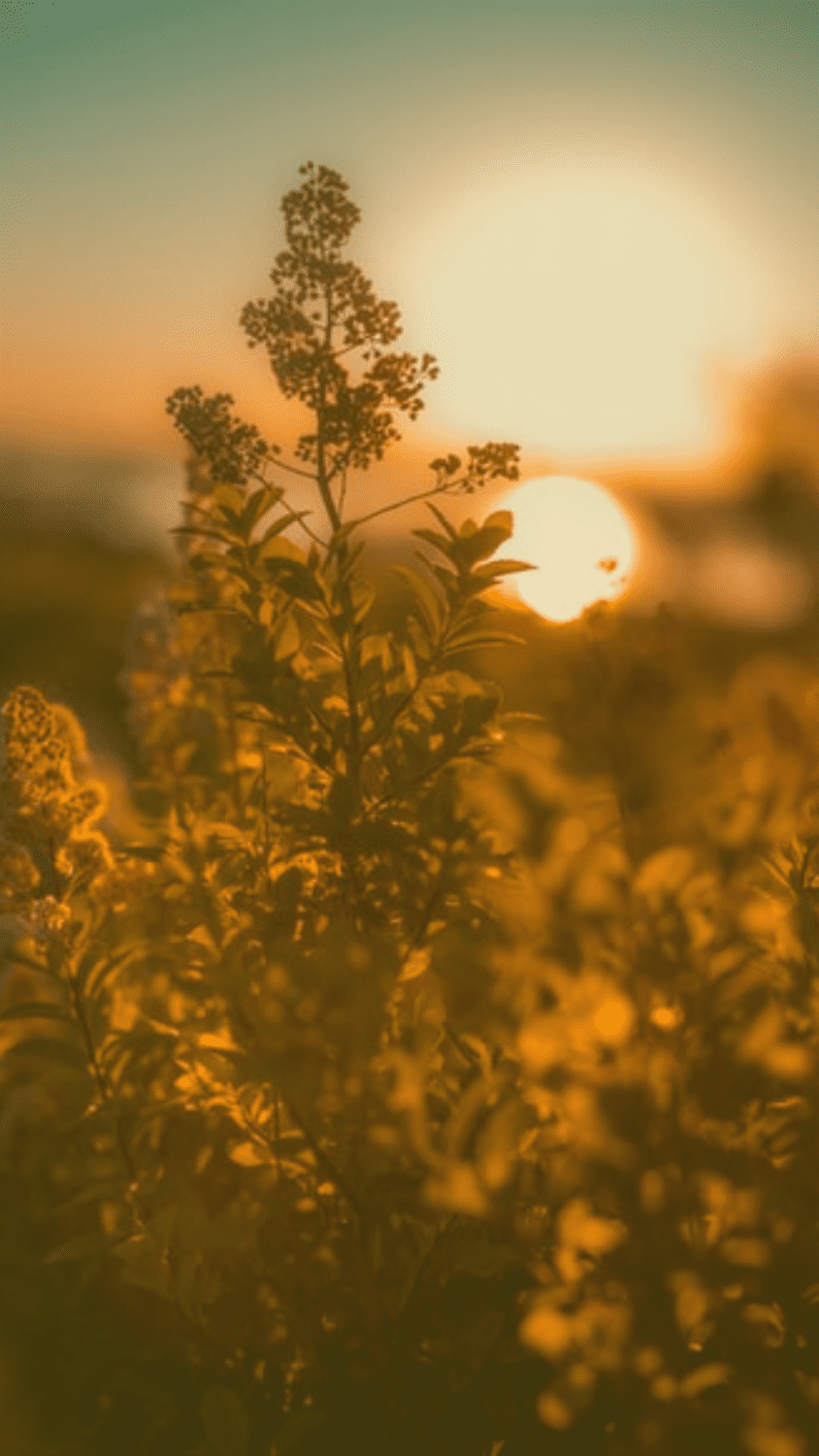 Wallpaper Golden Hour Aesthetic at Dorothy Munoz blog