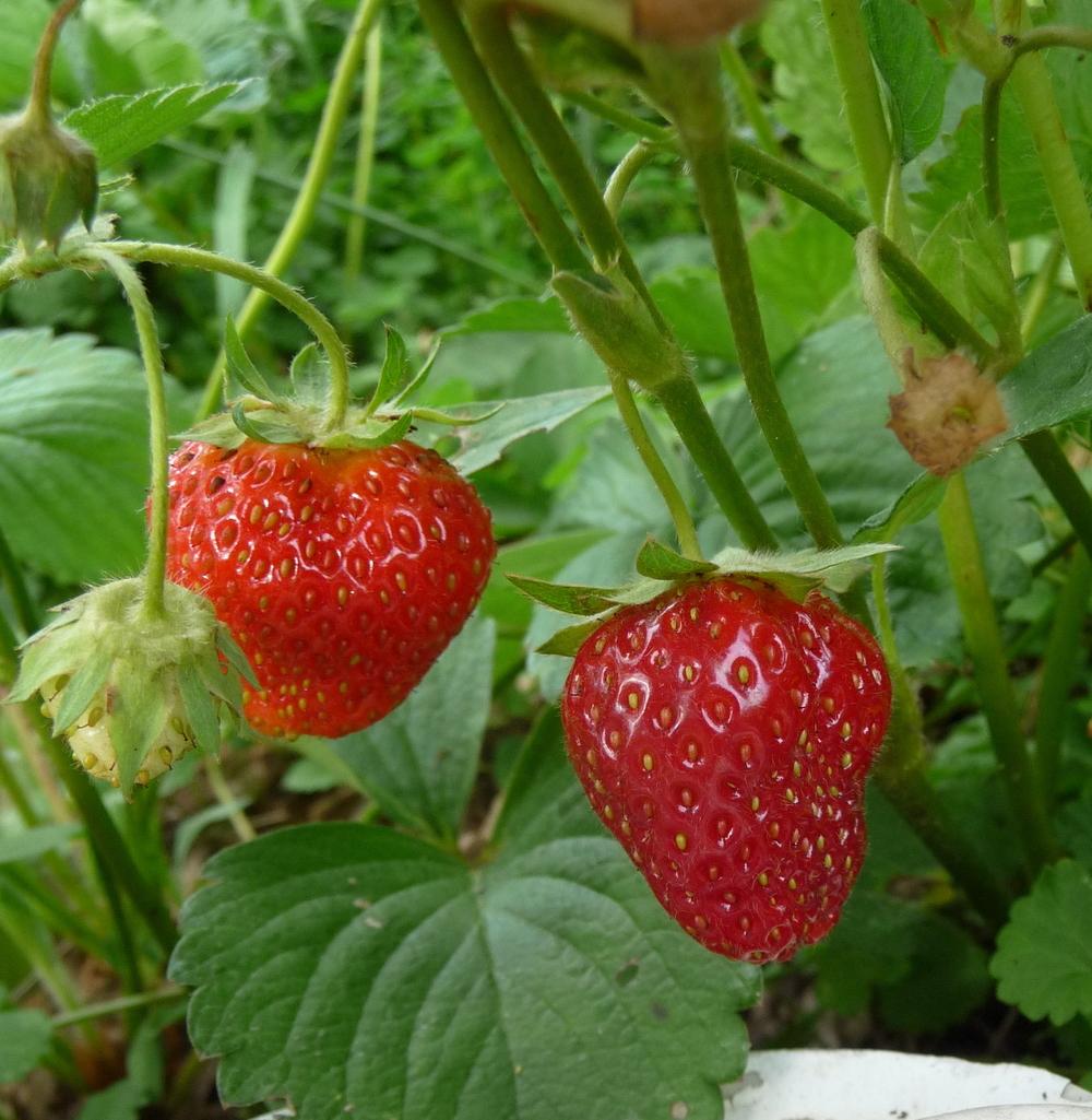 The Origin of Strawberries Vox Populi