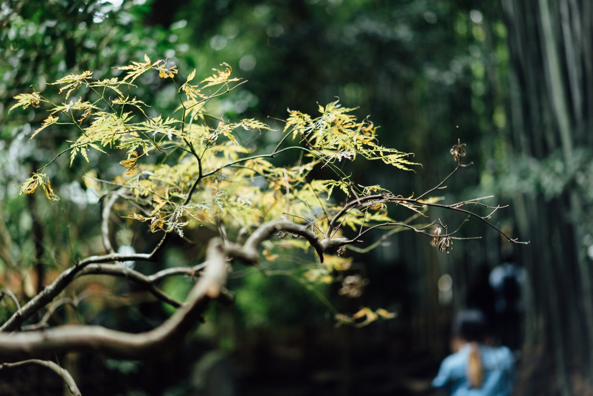 Kamakura stunning bamboo grove Hokokuji Temple
