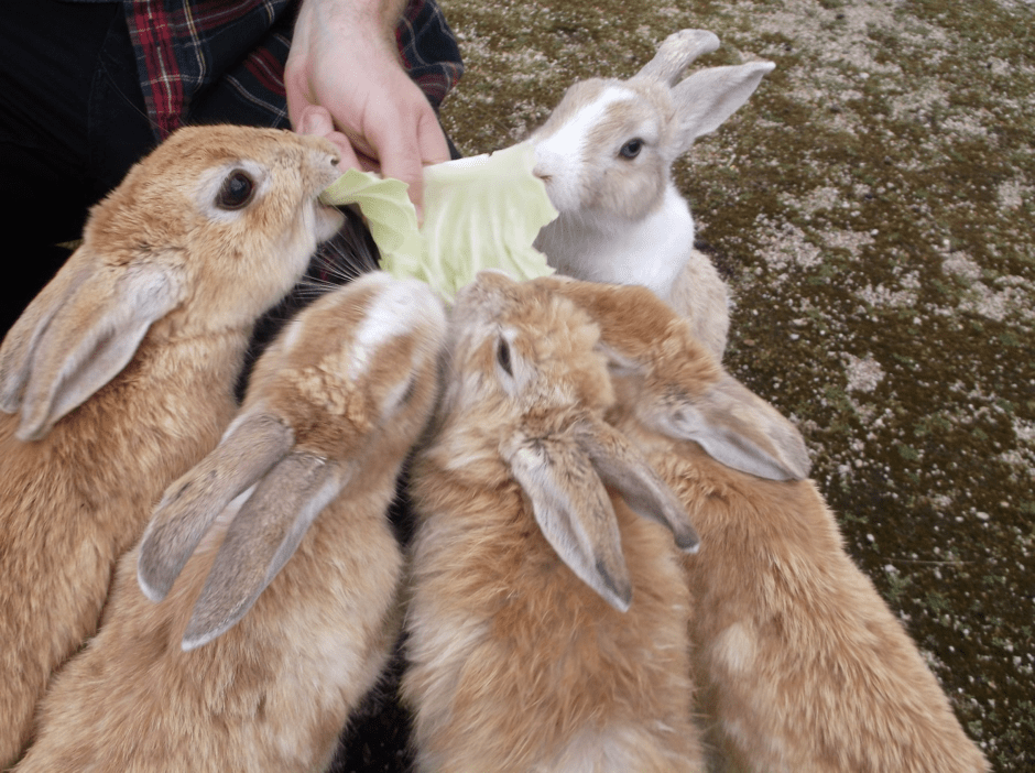 Rabbit Island Take a trip to Okunoshima!