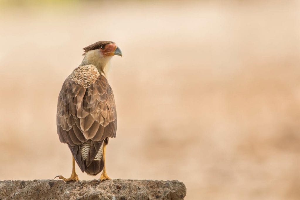10 Fascinating Birds That Fly Over Guanacaste