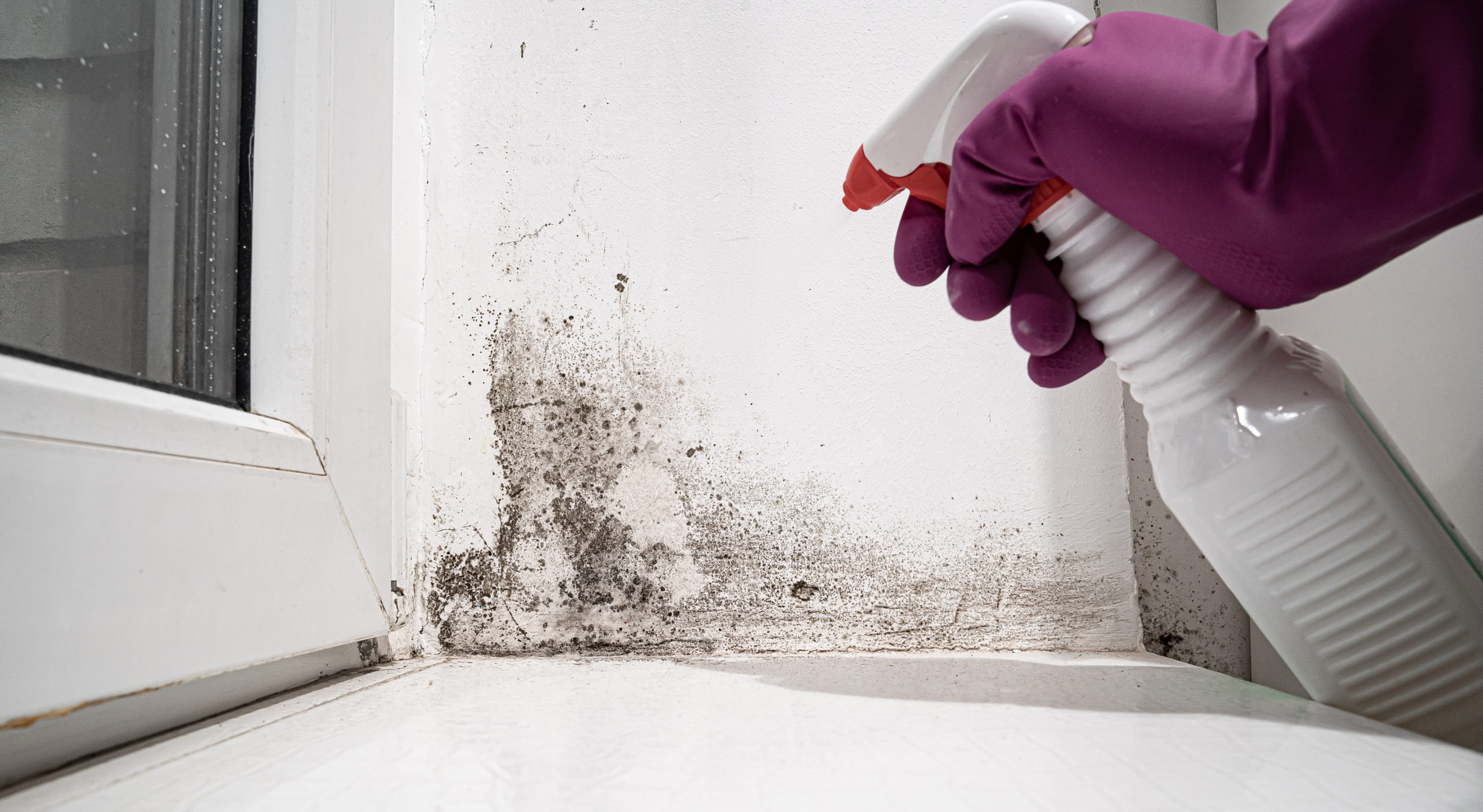 How To Remove Mold From Your House Windows VR Windows & Doors