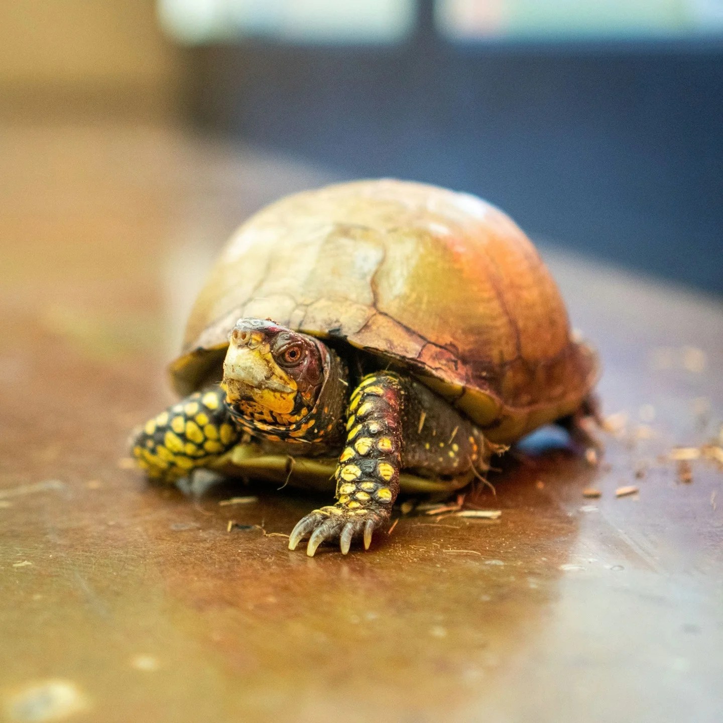 3 Toed Box Turtle V Reptiles