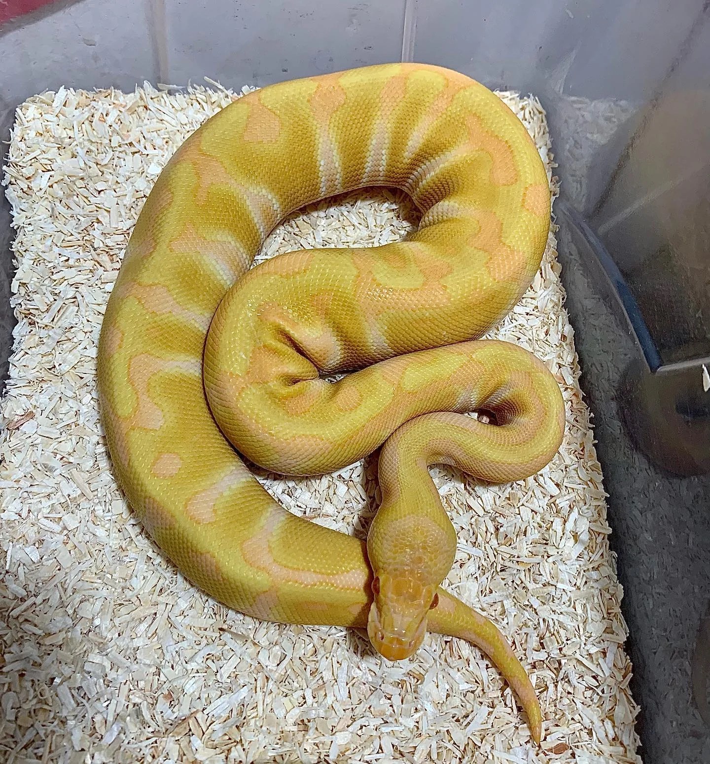 Albino Enchi ball python V Reptiles