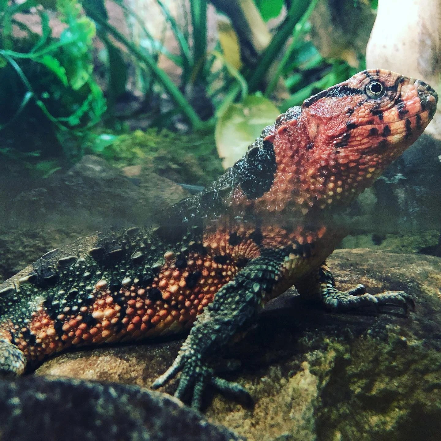 Chinese Crocodile Lizard V Reptiles