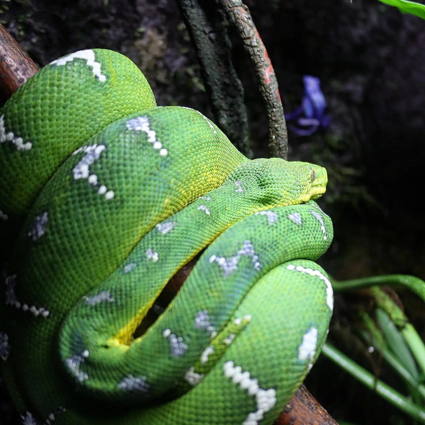 Emerald Tree Boa (adults) V Reptiles