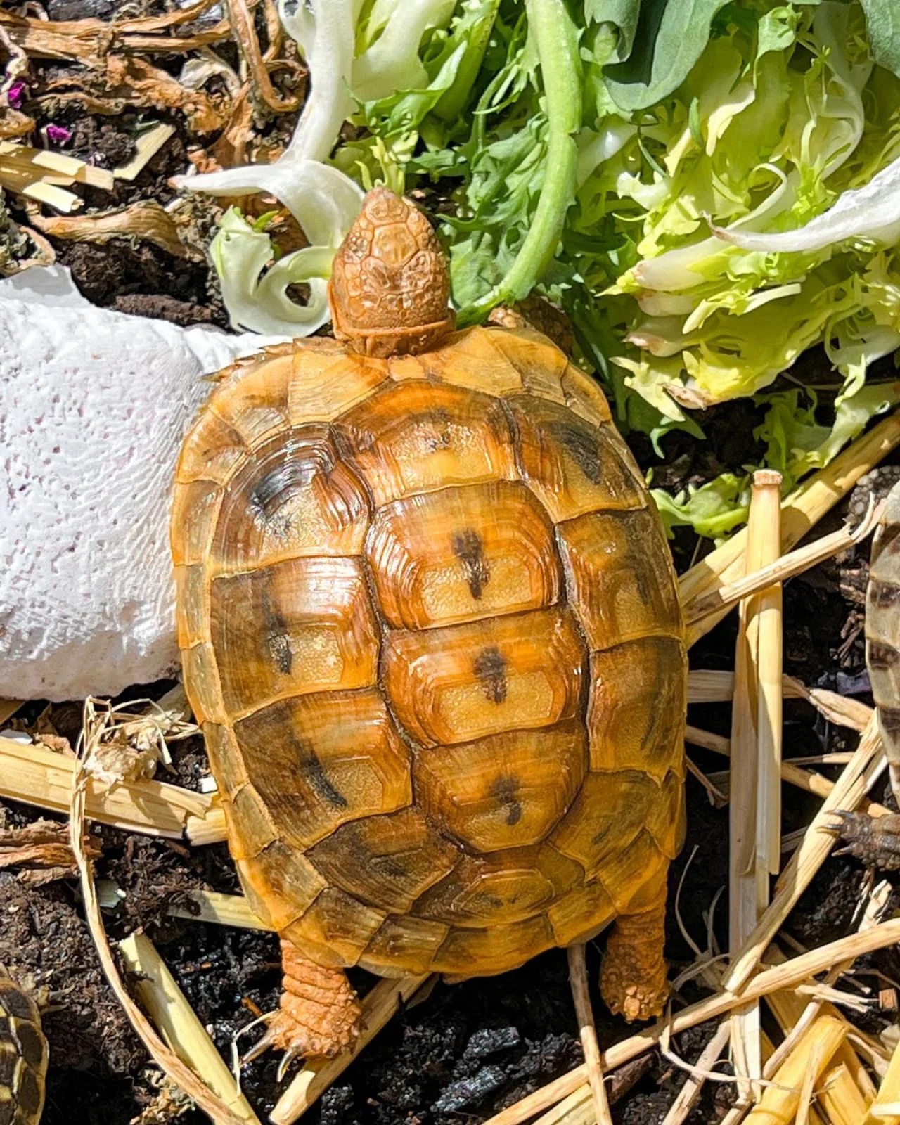 Golden Greek tortoise V Reptiles