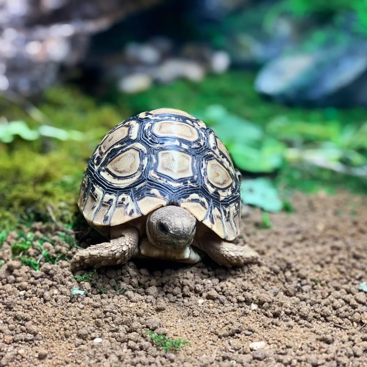 Ivory leopard tortoise V Reptiles