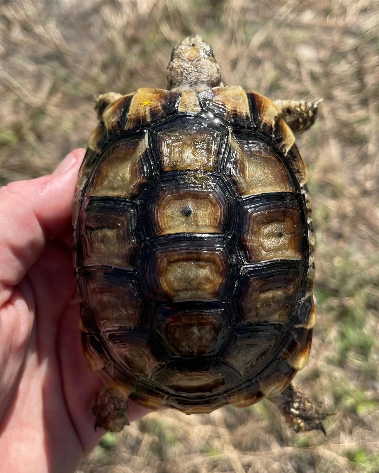 Moroccan Greek Tortoise V Reptiles
