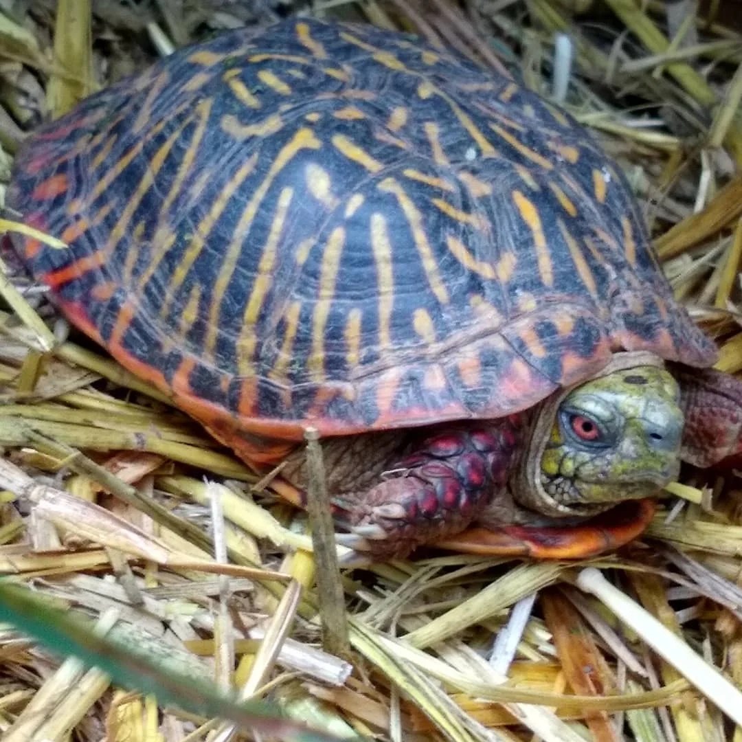 Ornate Box Turtle V Reptiles