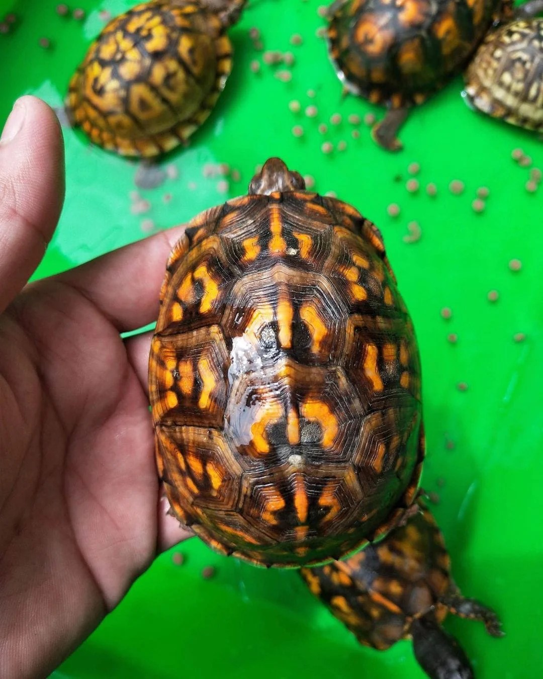 Eastern Box Turtle V Reptiles